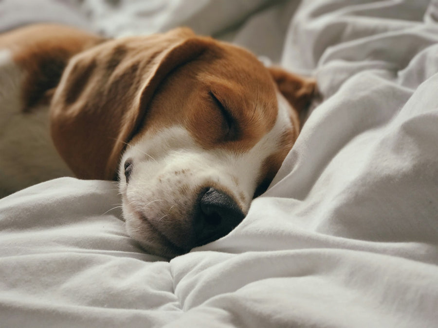 Dog resting on orthopedic bed