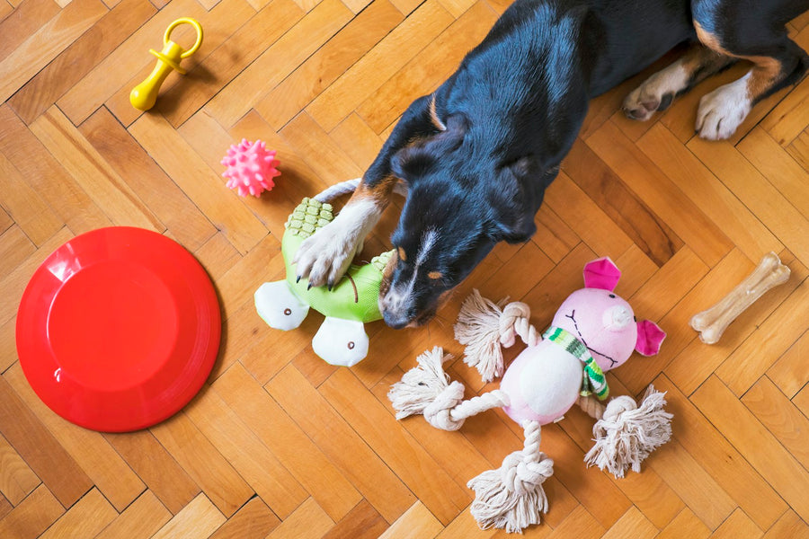 Dog playing with durable toy