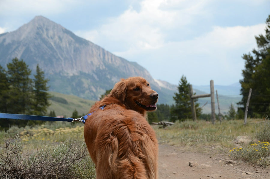 Dog and owner on mountain adventure