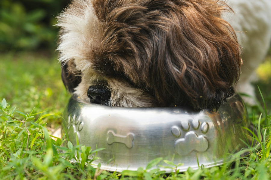 Dog eating from Old Pike bowl