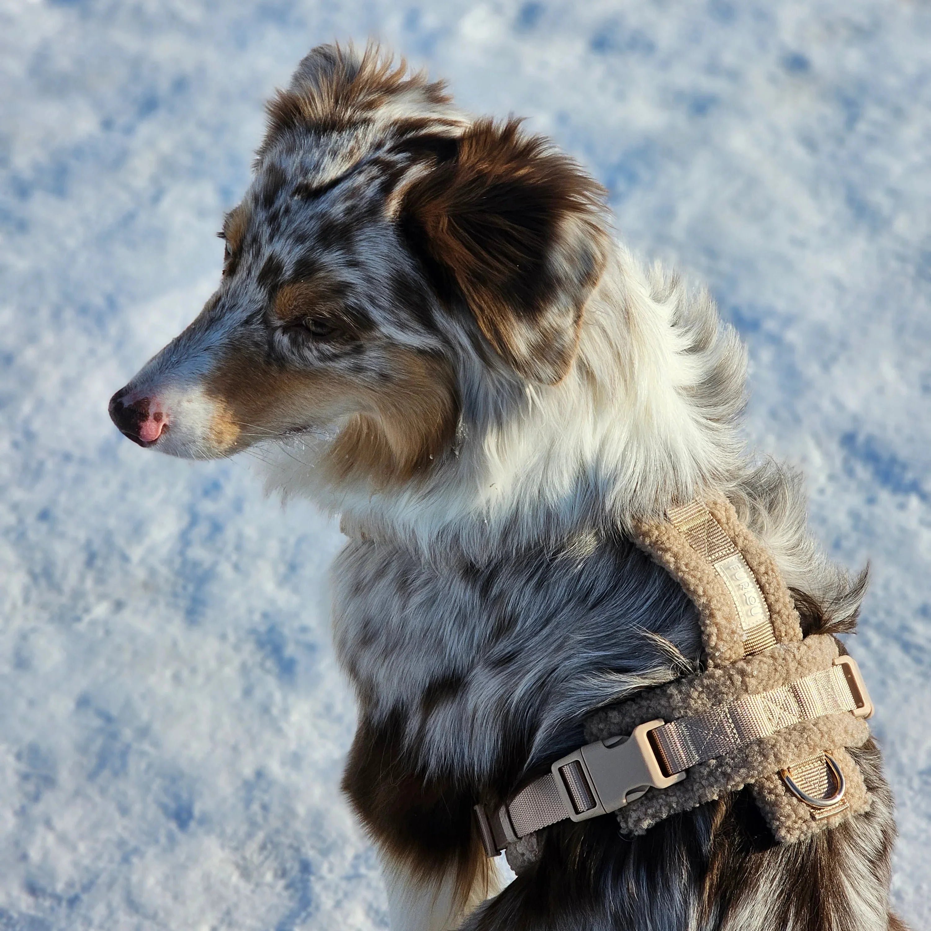 Sherpa Dog Harness — Sand