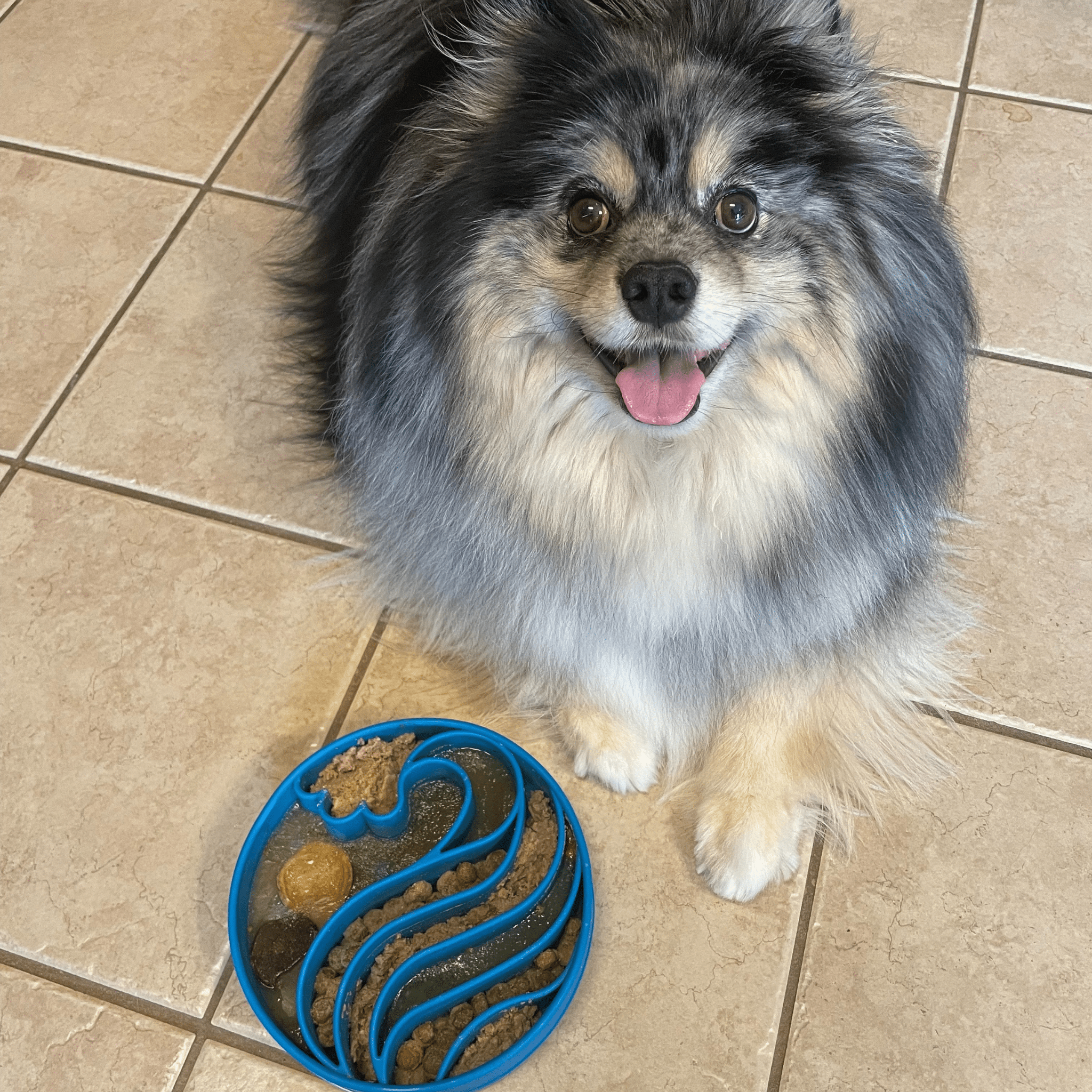 Slow Feeder Dog Bowl — Made in USA