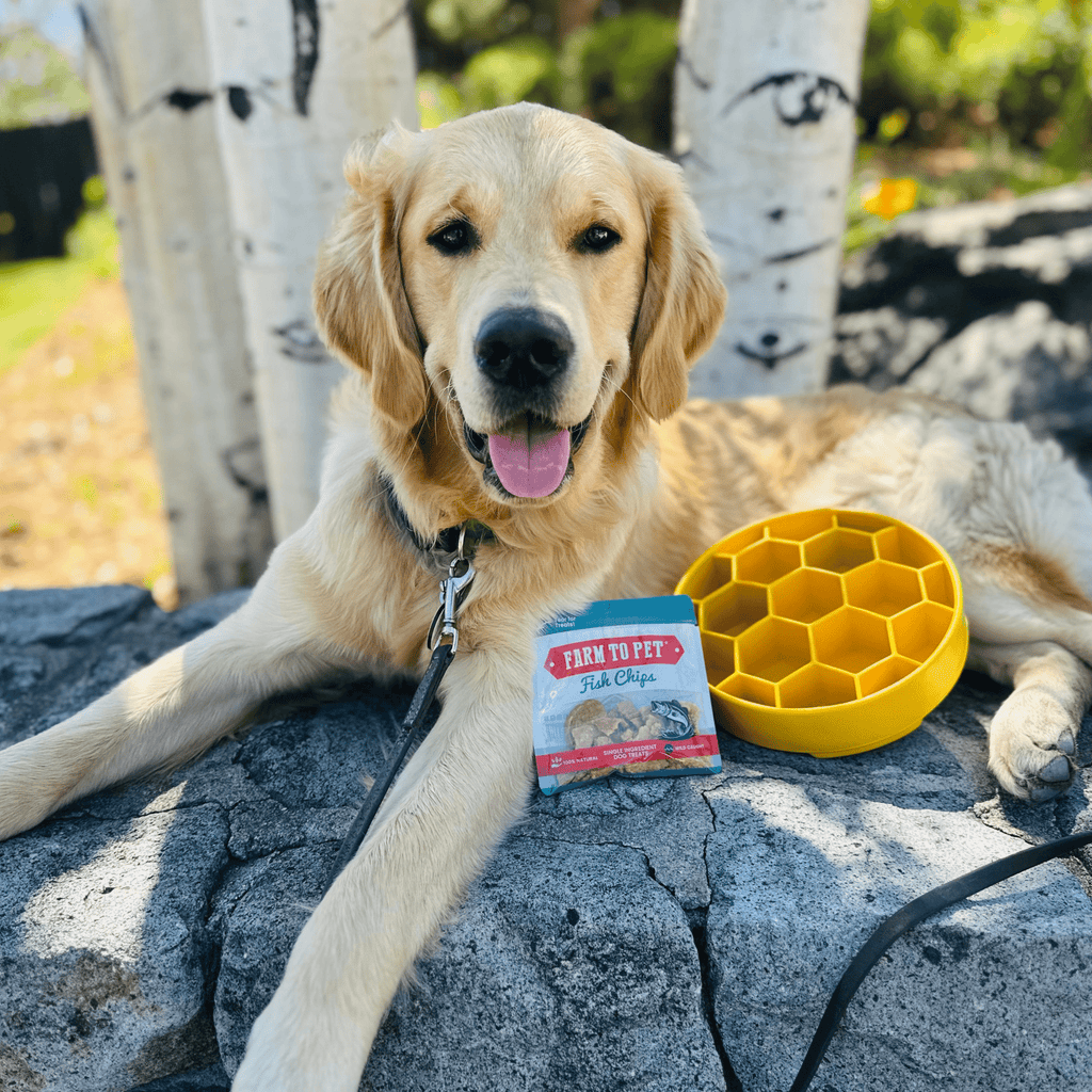Slow Feeder Dog Bowl — Made in USA