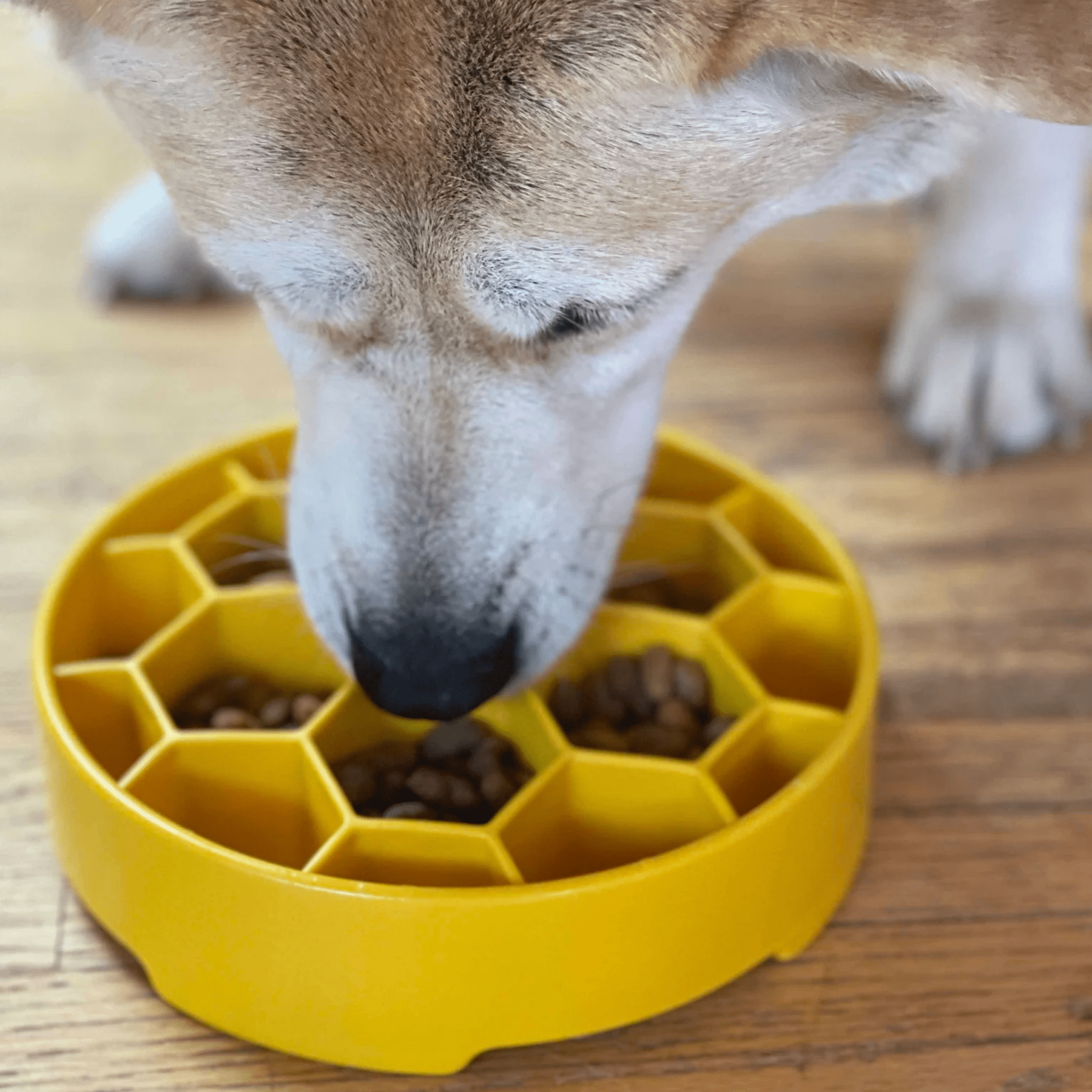 Slow Feeder Dog Bowl — Made in USA