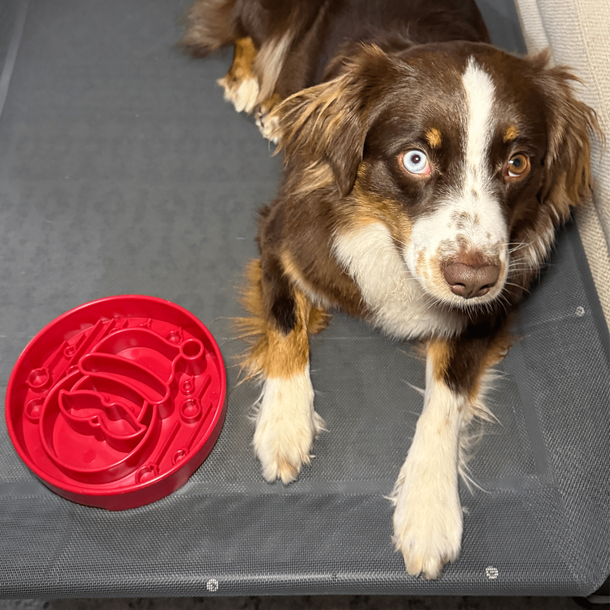 Slow Feeder Dog Bowl — Made in USA