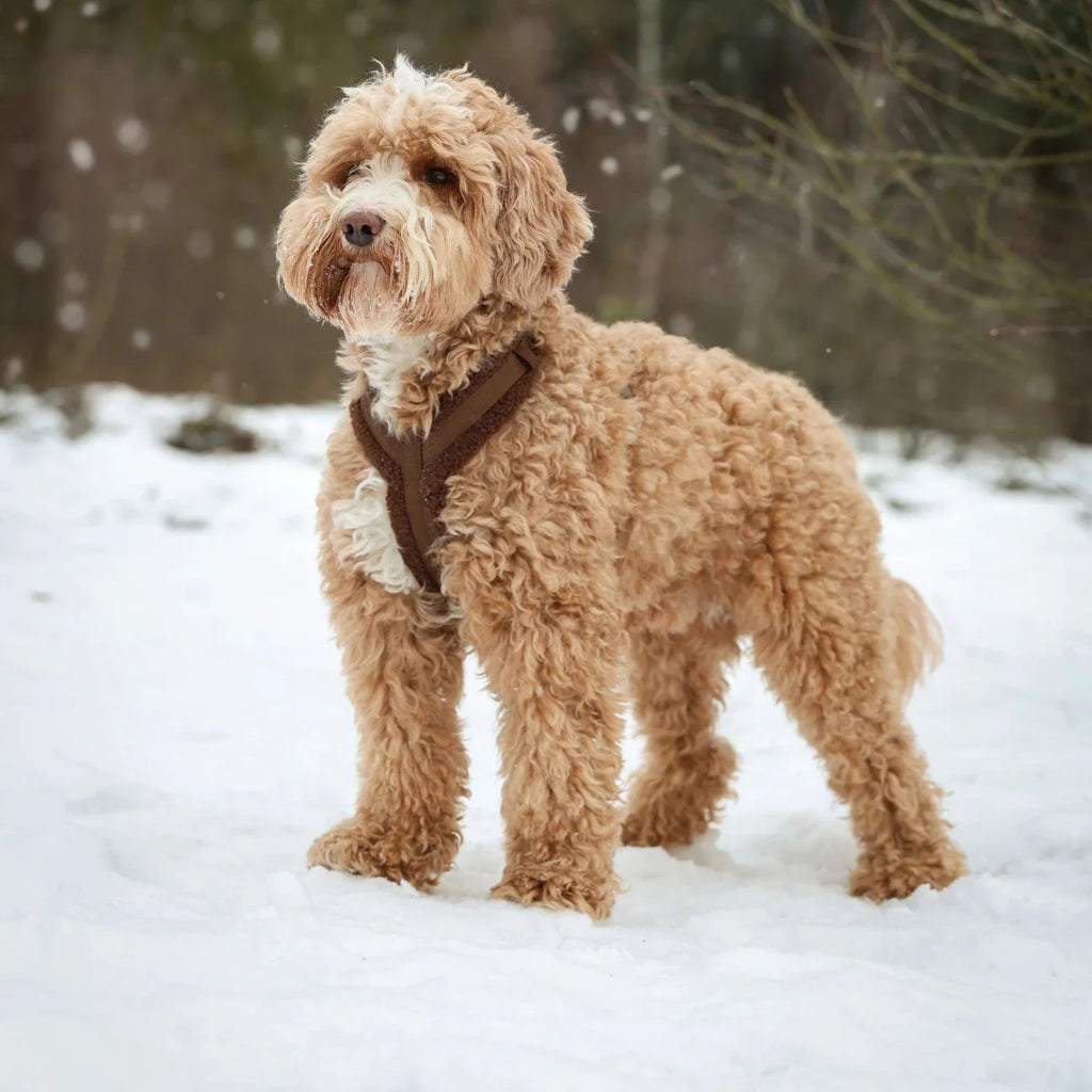 Sherpa Dog Harness — Black