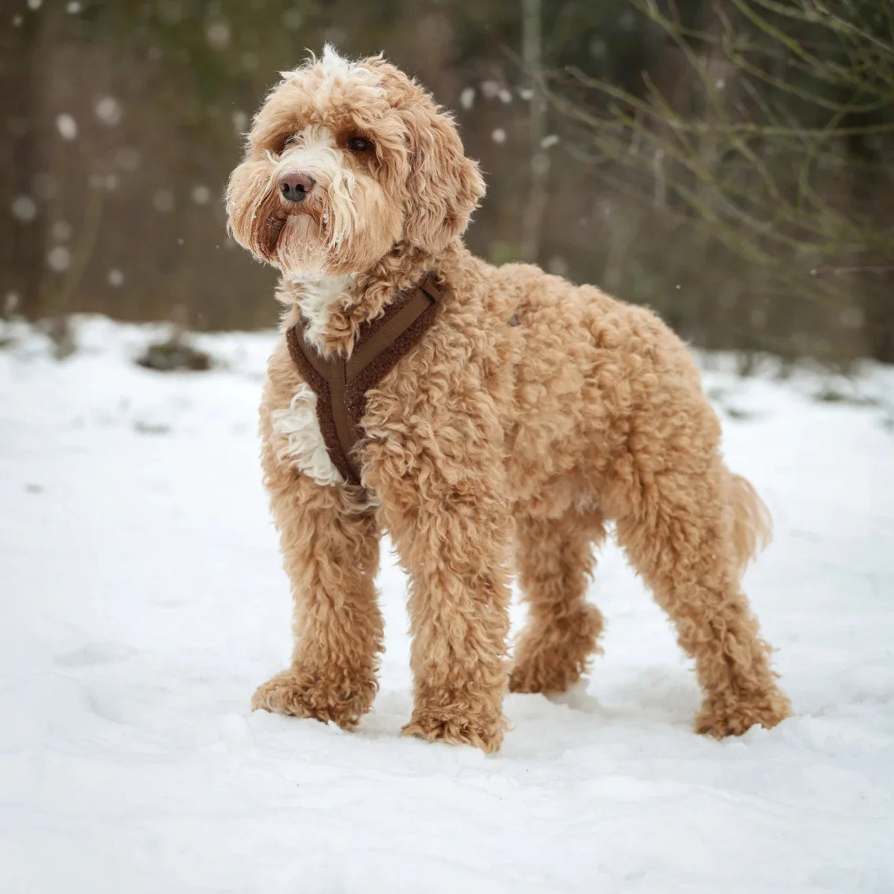 Sherpa Dog Harness — Clay