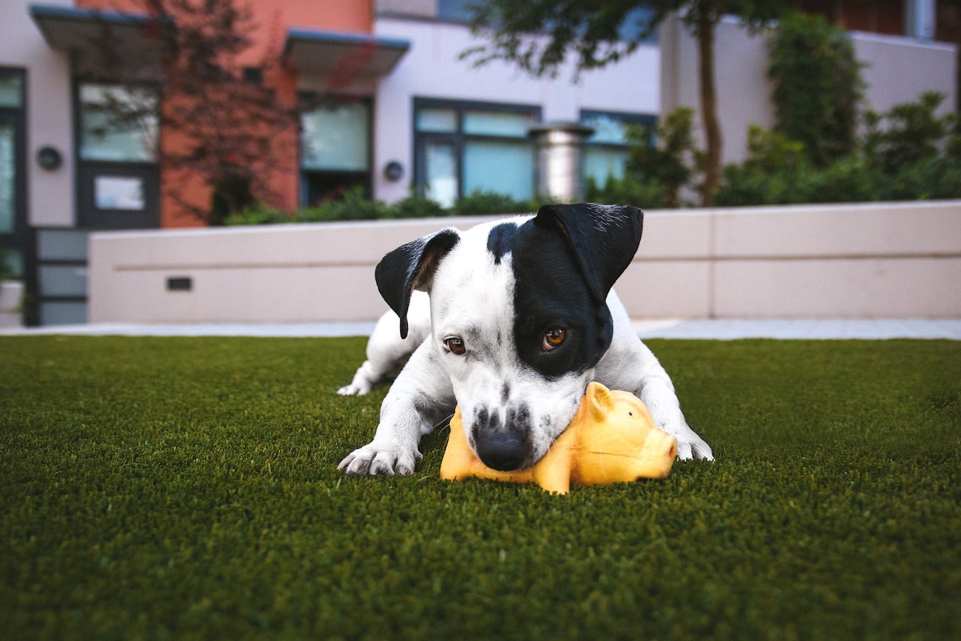 Dog chewing durable rubber toy