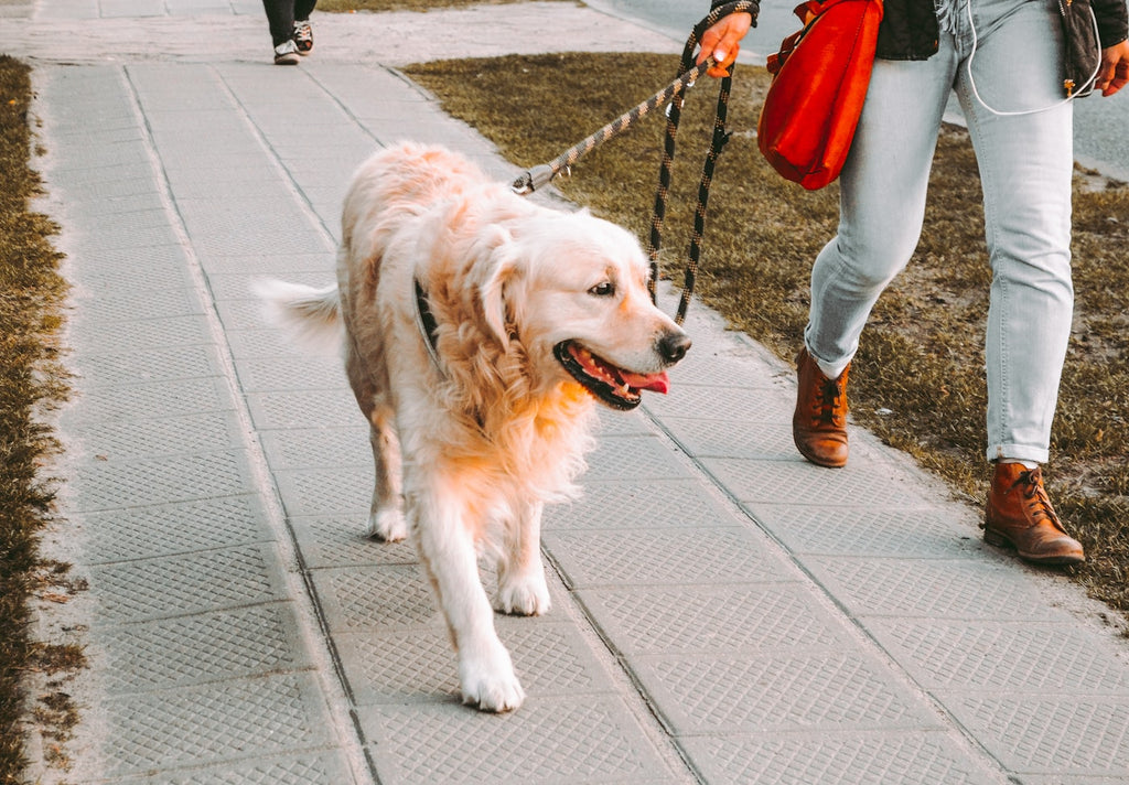 Dog walking on leash in countryside