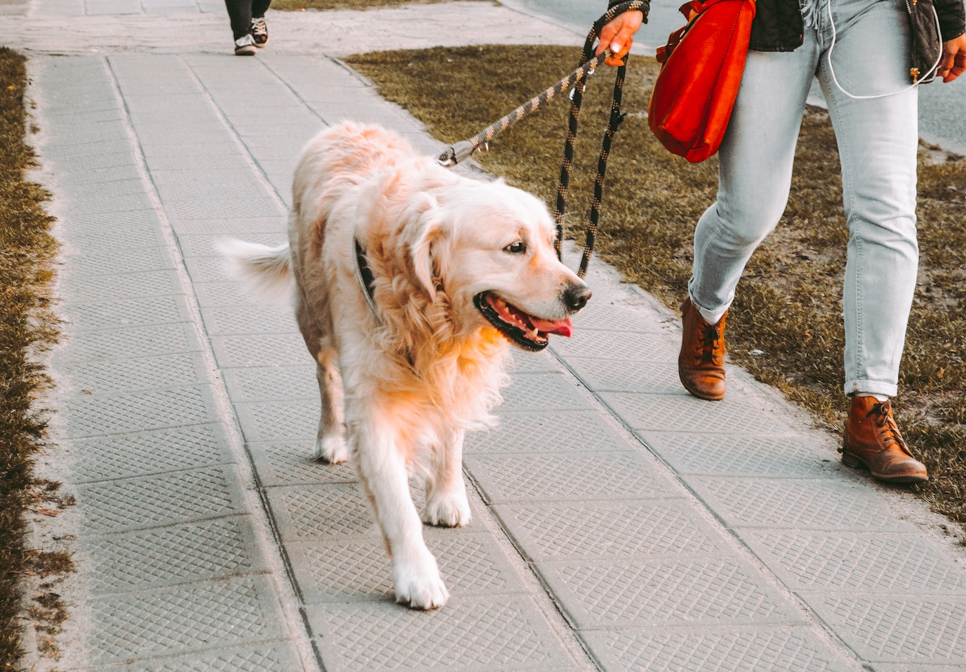 Dog walking on leash in countryside