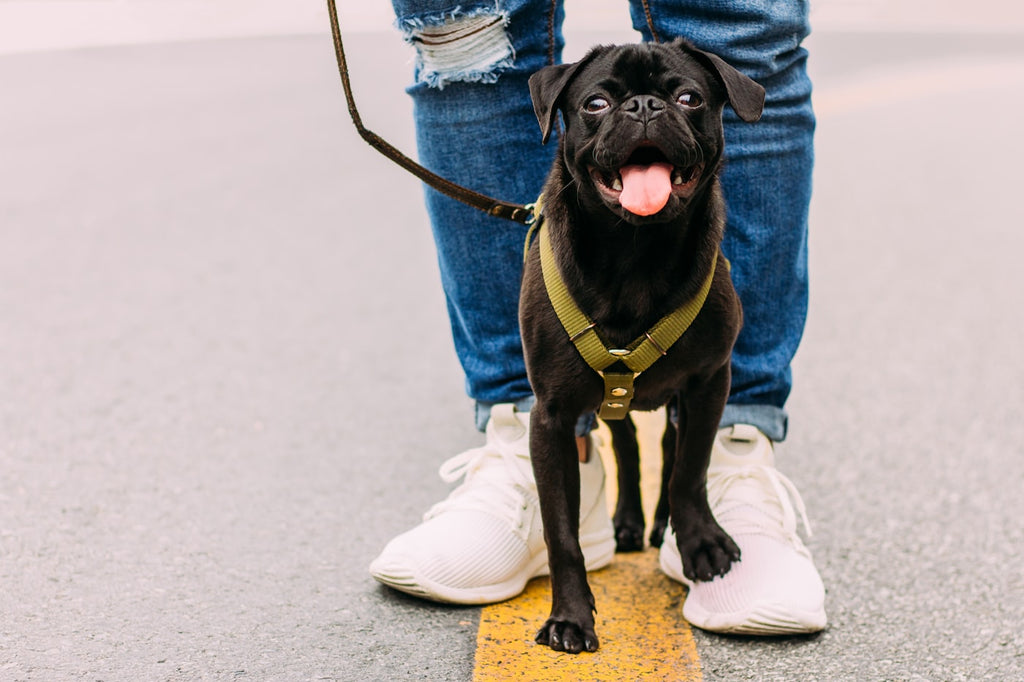 Owner walking dog on leash