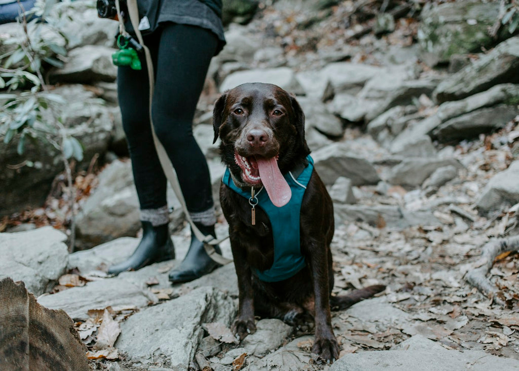 Dog exploring woods on leash