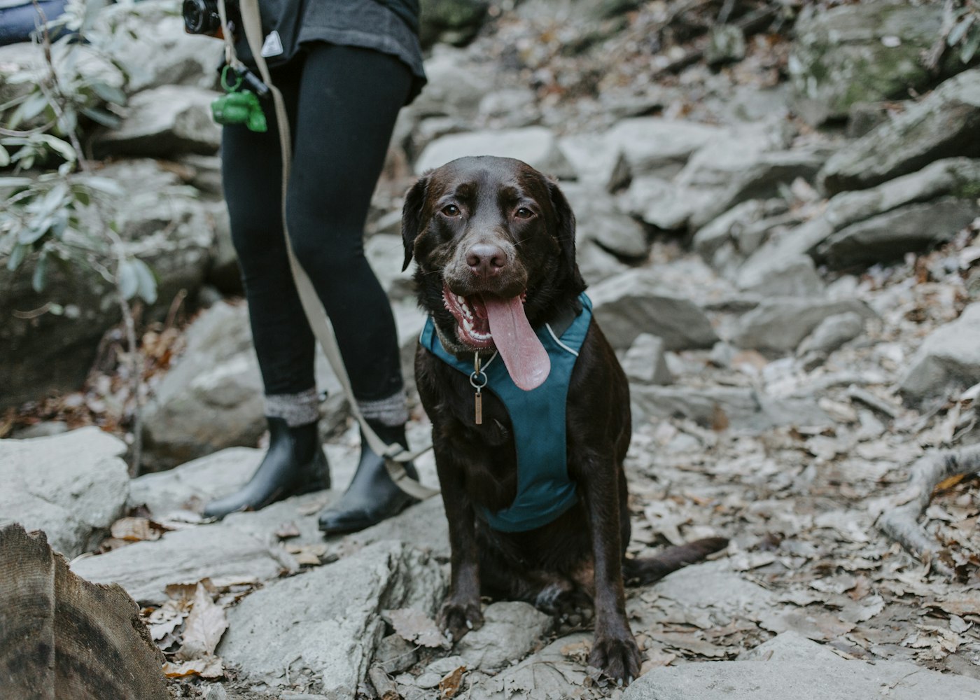 Dog exploring woods on leash