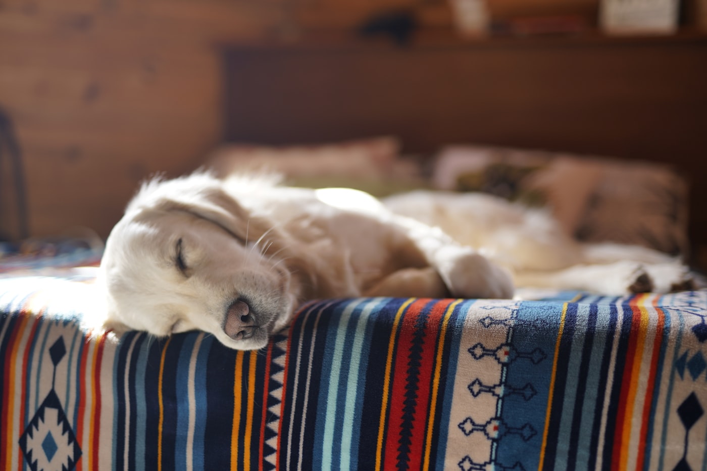 Dog resting flat on cool surface