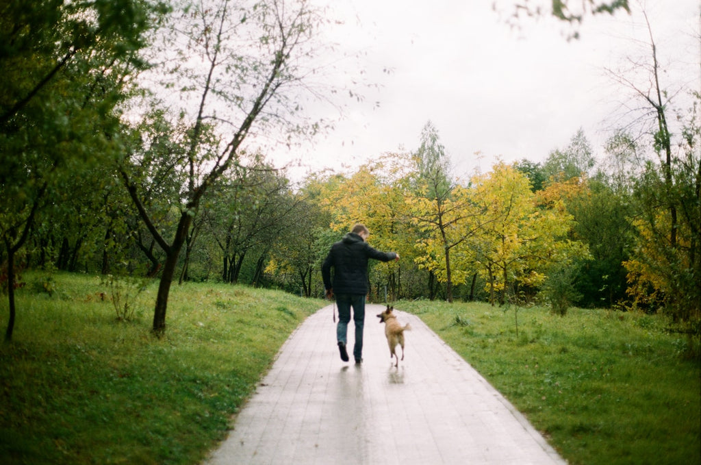 Dog walking on sunny path