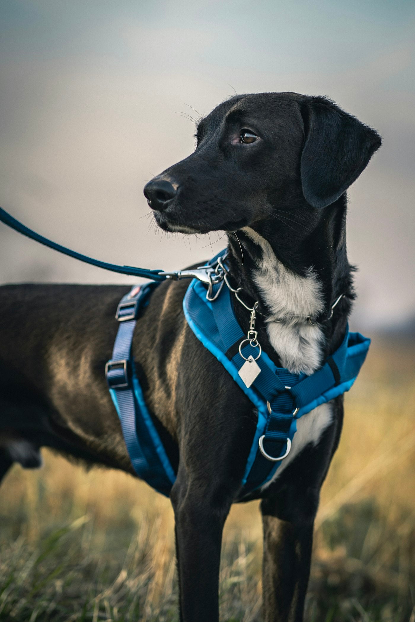 Dog in harness on grass field