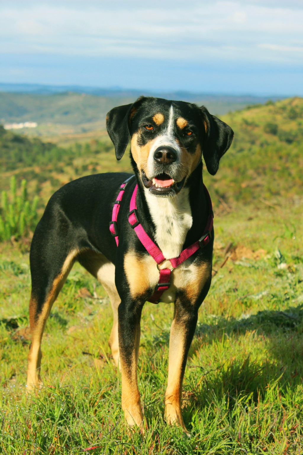 Small dog outdoors in harness
