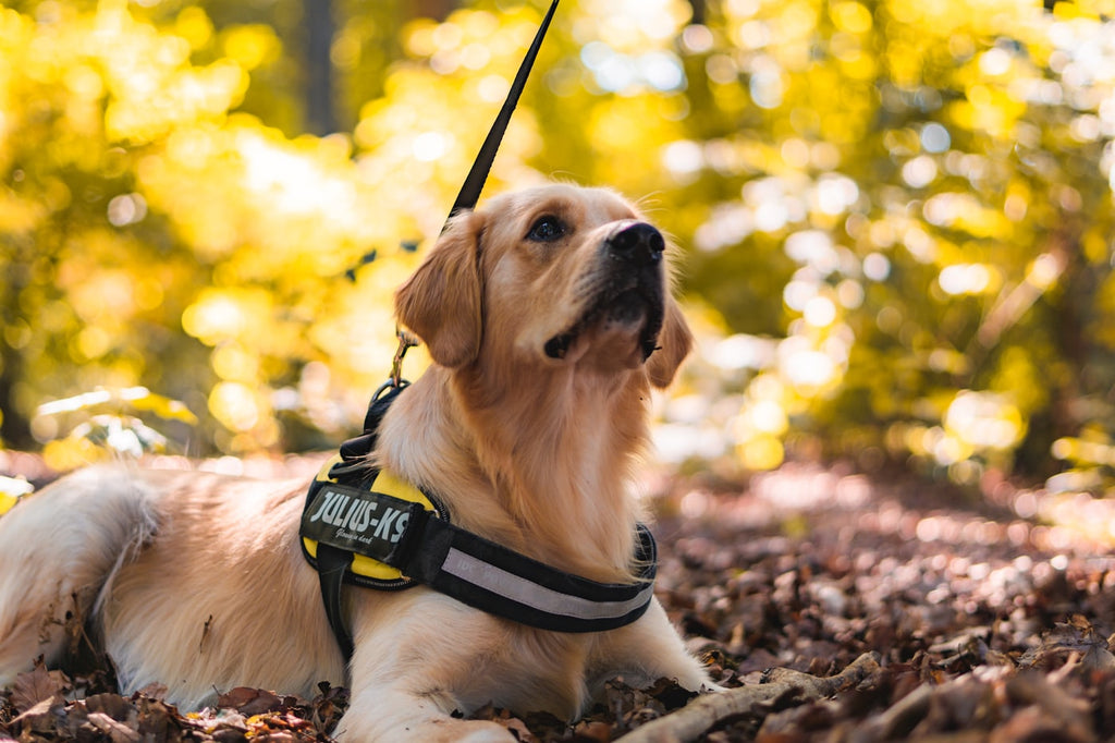 Small dog wearing harness