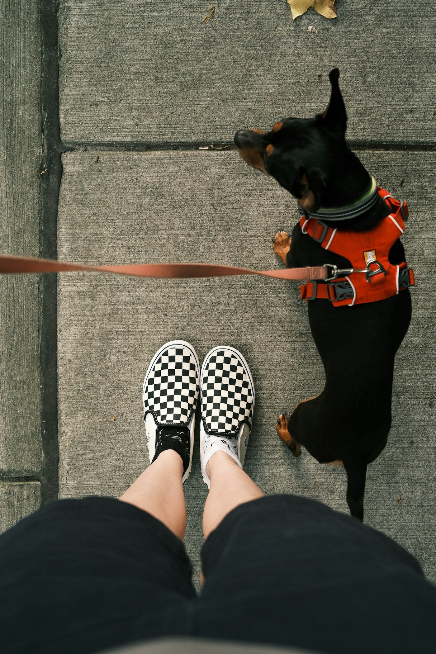 White dog walking on rope leash