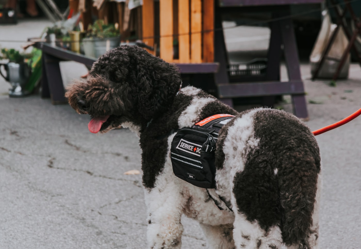Dog wearing cozy harness vest