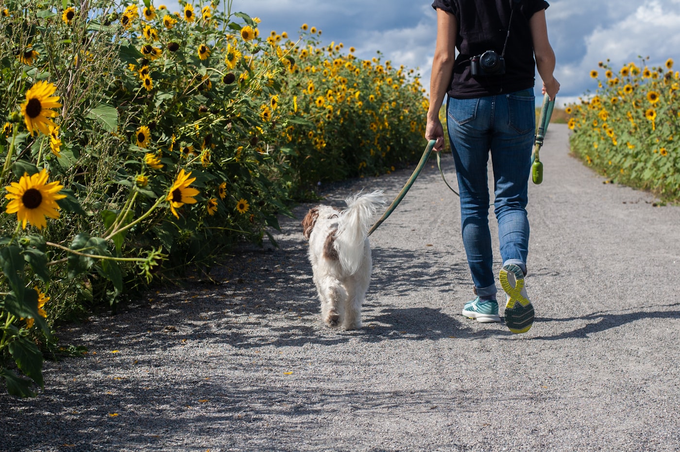 Golden retriever walking on leash