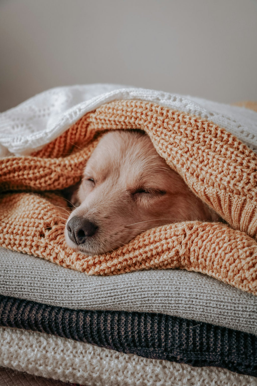 Dog curled up on plush bed