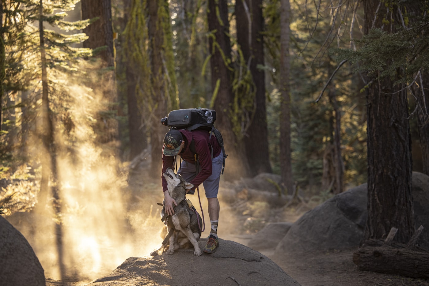 Dog on leash in the woods