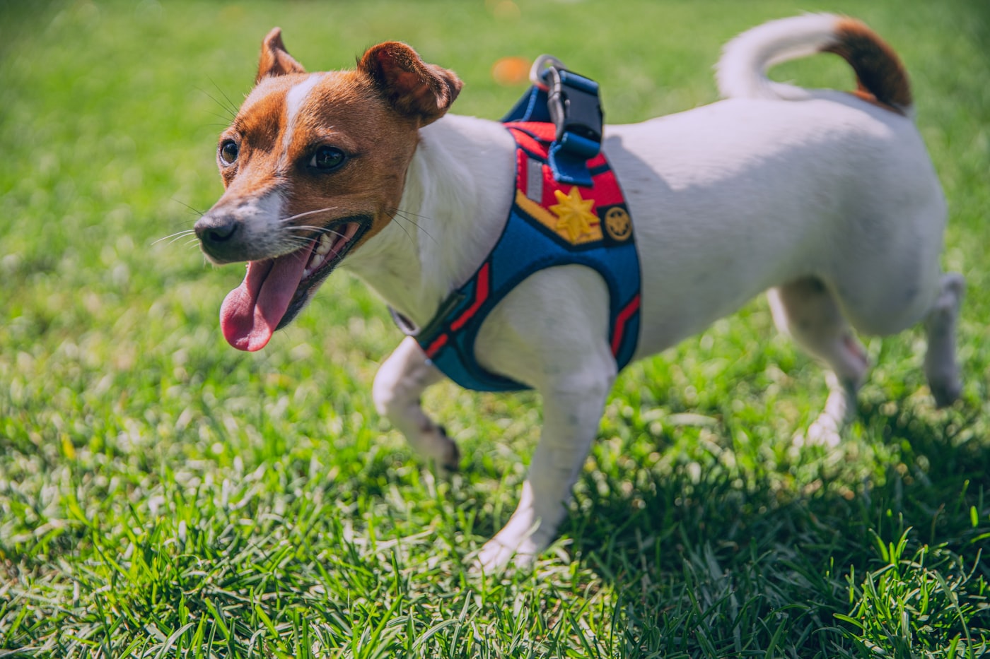 Dog wearing harness outdoors