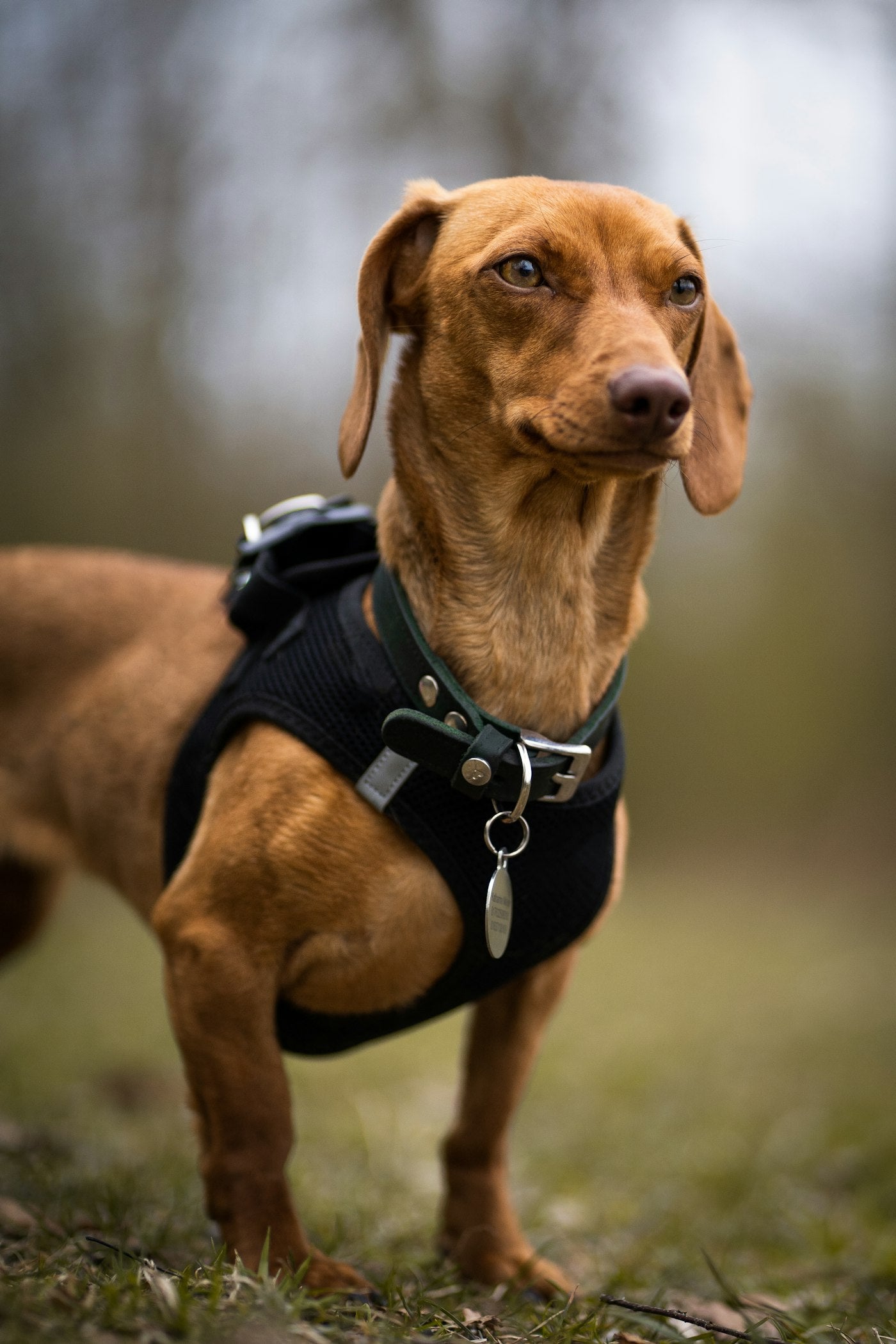 Dog in harness on trail