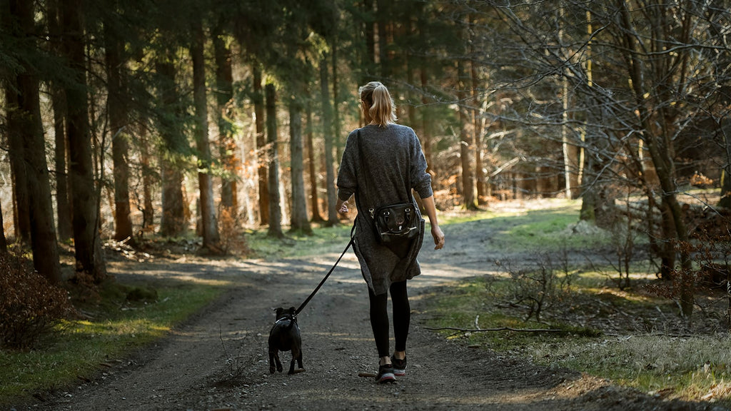 Dog walking outdoors on leash