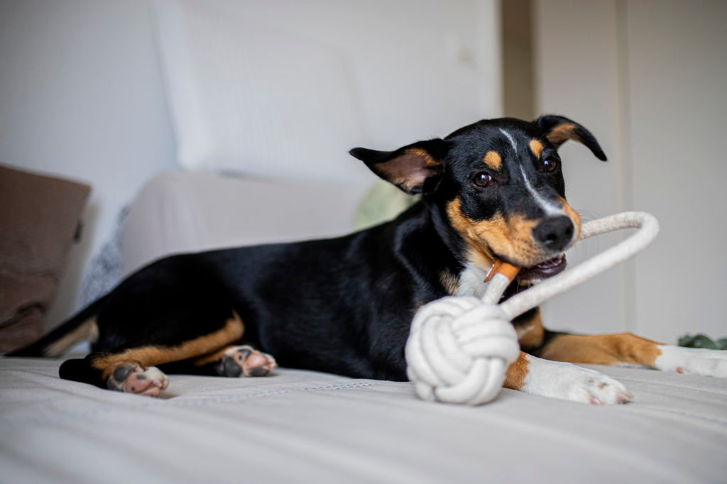 Dogs playing tug with rope toy