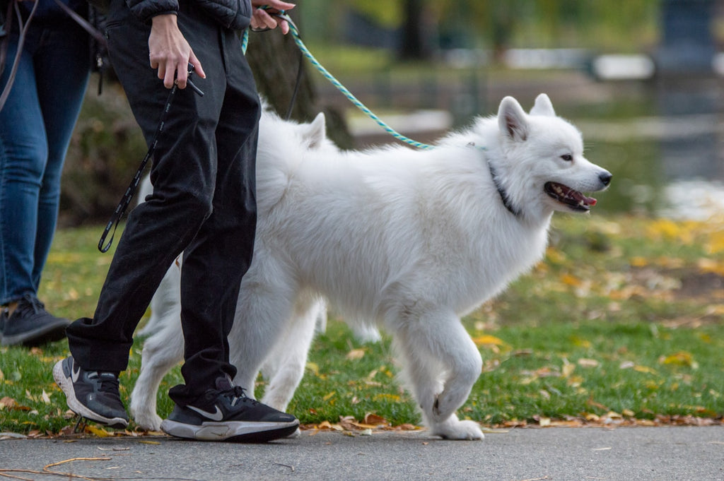 Dog and owner walking tree-lined path