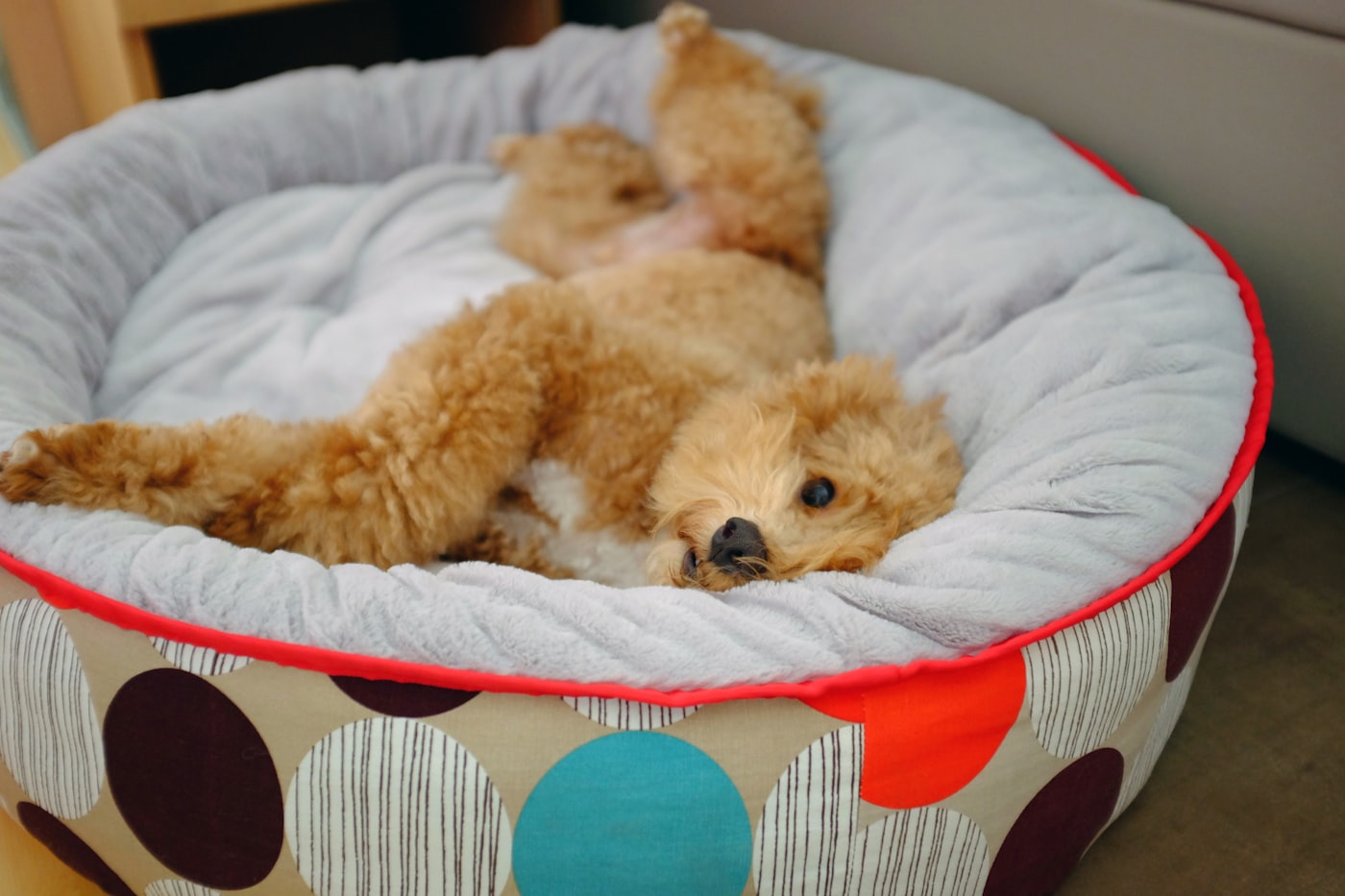 Dog resting on cooling bed