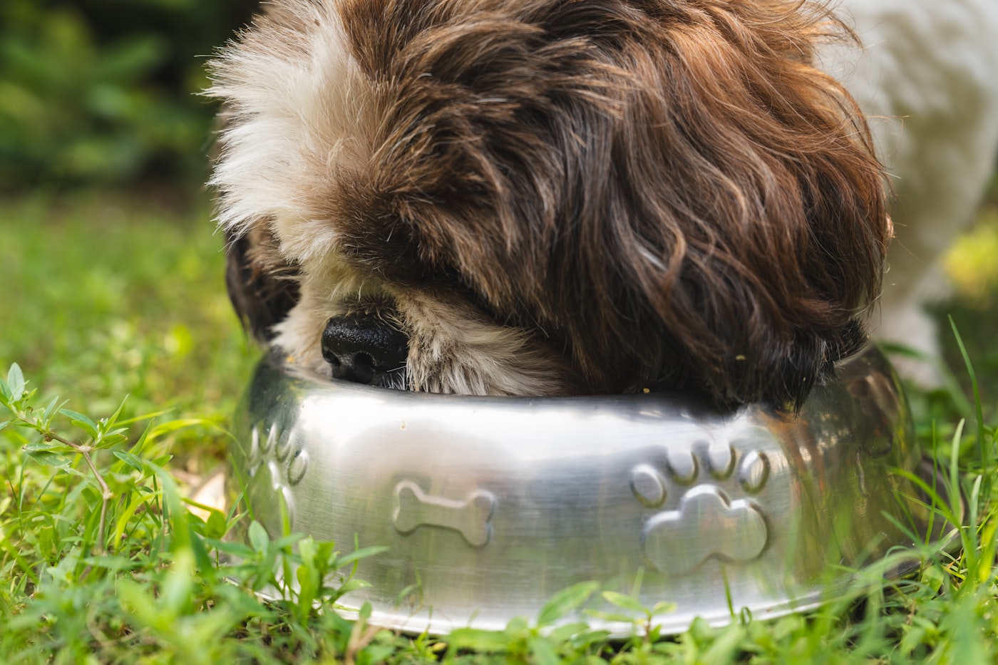 Dog eating from slow feeder bowl
